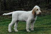wye niemiecki, spinone italiano