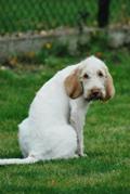 wye niemiecki, spinone italiano