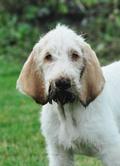wye niemiecki, spinone italiano
