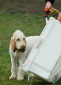 wye niemiecki, spinone italiano