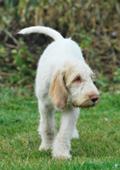 wye niemiecki, spinone italiano