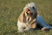 wye niemiecki, spinone italiano