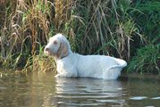wye niemiecki, spinone italiano