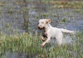wye niemiecki, spinone italiano