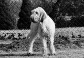 wye niemiecki, spinone italiano