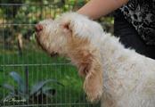 wye niemiecki, spinone italiano