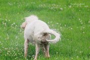 wye niemiecki, spinone italiano