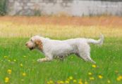 wye niemiecki, spinone italiano