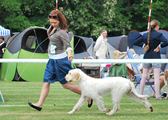 wye niemiecki, spinone italiano