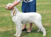 wye niemiecki, spinone italiano