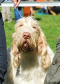 wye niemiecki, spinone italiano