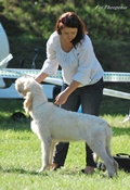 wye niemiecki, spinone italiano