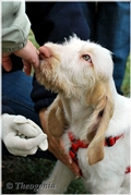wye niemiecki, spinone italiano
