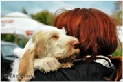 wye niemiecki, spinone italiano
