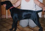 wy�e� niemiecki, spinone italiano