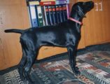wy�e� niemiecki, spinone italiano