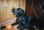 wy�e� niemiecki, spinone italiano