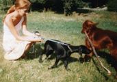 wy�e� niemiecki, spinone italiano
