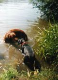 wy�e� niemiecki, spinone italiano