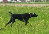 wy�e� niemiecki, spinone italiano