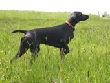 wy�e� niemiecki, spinone italiano