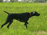 wy�e� niemiecki, spinone italiano