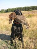 wy�e� niemiecki, spinone italiano