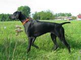 wy�e� niemiecki, spinone italiano