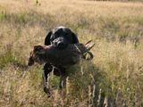 wy�e� niemiecki, spinone italiano
