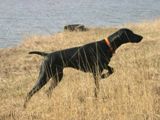 wy�e� niemiecki, spinone italiano