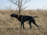 wy�e� niemiecki, spinone italiano