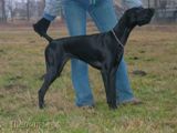 wy�e� niemiecki, spinone italiano