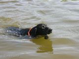 wy�e� niemiecki, spinone italiano