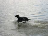 wy�e� niemiecki, spinone italiano