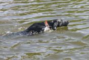 wy�e� niemiecki, spinone italiano