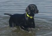 wy�e� niemiecki, spinone italiano