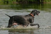 wy�e� niemiecki, spinone italiano