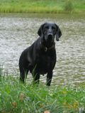 wy�e� niemiecki, spinone italiano