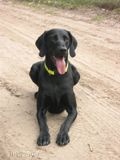 wy�e� niemiecki, spinone italiano