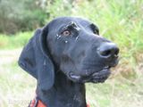 wy�e� niemiecki, spinone italiano