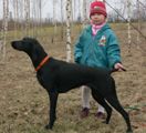 wy�e� niemiecki, spinone italiano
