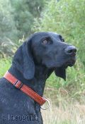 wy�e� niemiecki, spinone italiano