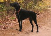 wy�e� niemiecki, spinone italiano