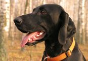 wy�e� niemiecki, spinone italiano