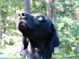 wy�e� niemiecki, spinone italiano