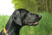 wy�e� niemiecki, spinone italiano