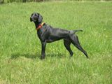 wy�e� niemiecki, spinone italiano
