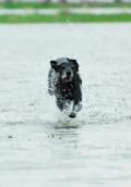 wy�e� niemiecki, spinone italiano