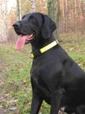 wy�e� niemiecki, spinone italiano