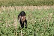 wye niemiecki, spinone italiano